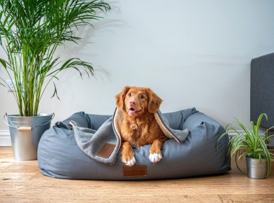 أفضل ألعاب وإكسسوارات الكلاب لعام ٢٠٢٥